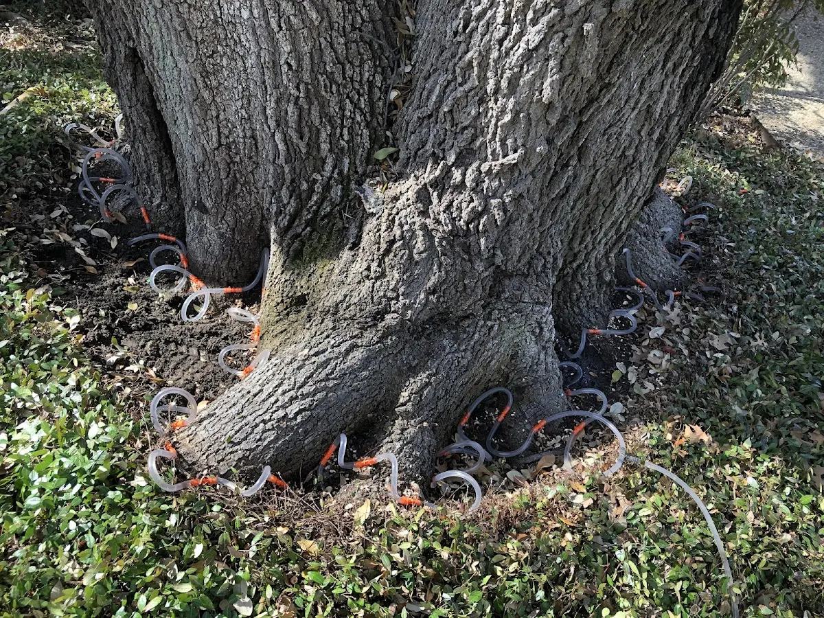 Detailed Tree Cabling and Bracing job site in Mc Grath