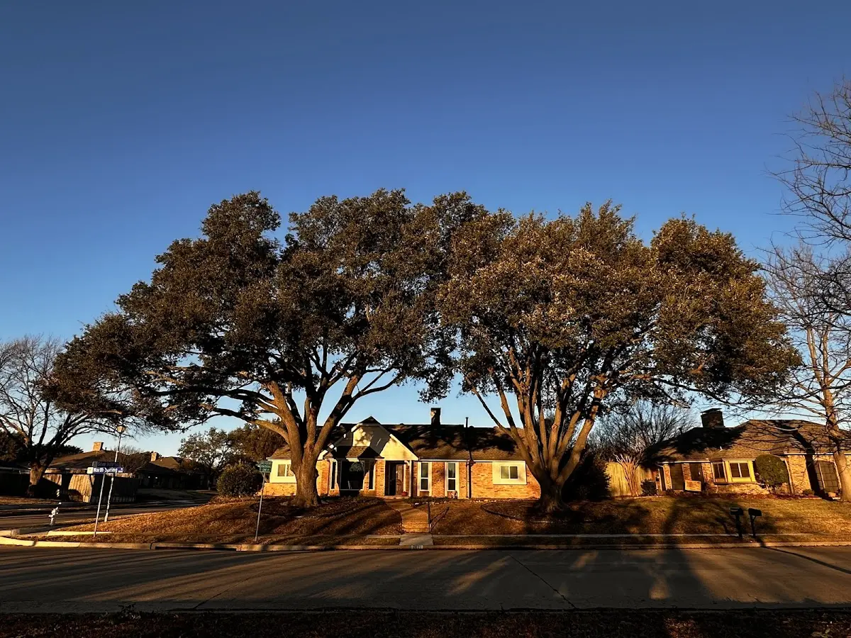 Established residential canopy tree shading a home in Mc Grath